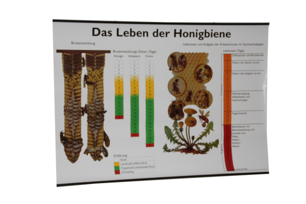 Lehrtafel "Das Leben der Honigbiene"